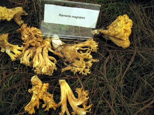 Ramaria magnipes (Ramaria magnipes), photo