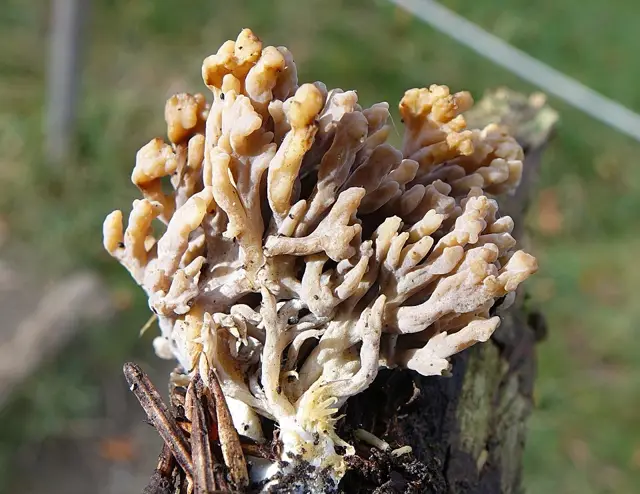 Ramaria obtusissima (Ramaria obtusissima), photo