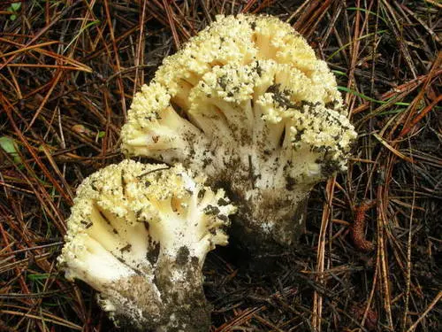 Ramaria rasilispora (Ramaria rasilispora), photo