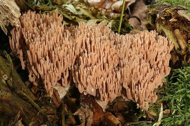Ramaria rubella (Ramaria rubella), photo