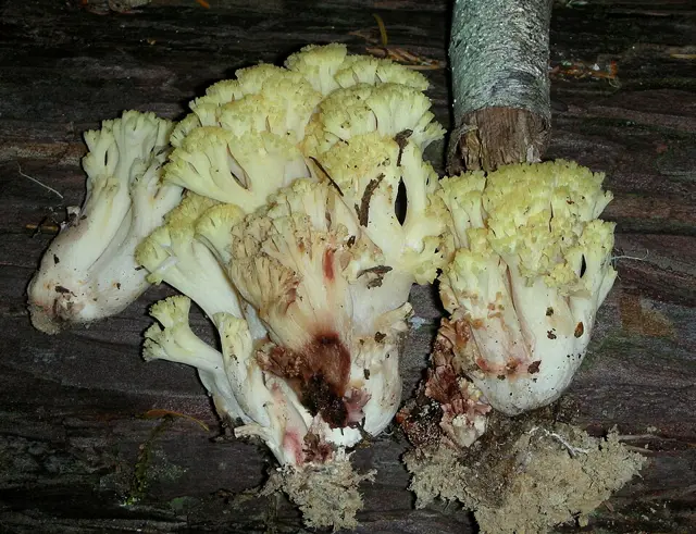 Ramaria rubiginosa (Ramaria rubiginosa), photo