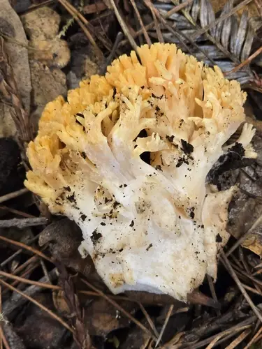 Ramaria rubricarnata (Ramaria rubricarnata), photo