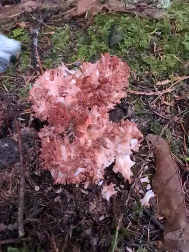 Ramaria rubripermanens (Ramaria rubripermanens), photo