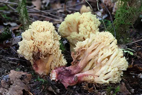 Bloody Coral (Ramaria sanguinea), photo