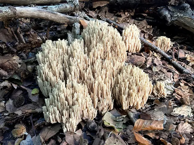 Upright Coral (Ramaria stricta), photo