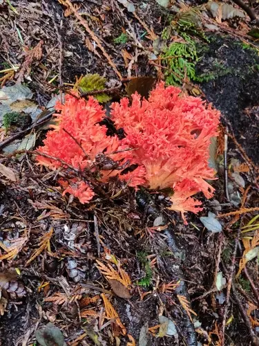 Ramaria stuntzii (Ramaria stuntzii), photo