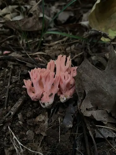 Ramaria subbotrytis (Ramaria subbotrytis), photo