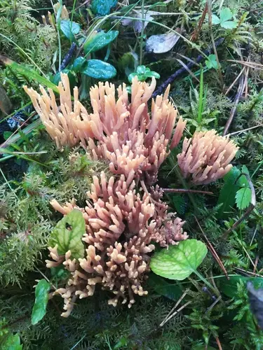 Ramaria testaceoflava (Ramaria testaceoflava), photo