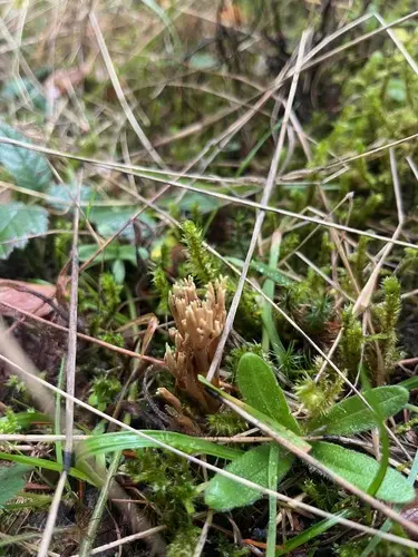 Ramaria tsugina (Ramaria tsugina), photo