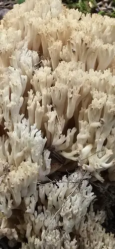 Ramaria velocimutans (Ramaria velocimutans), photo
