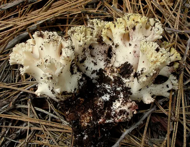 Ramaria vinosimaculans (Ramaria vinosimaculans), photo
