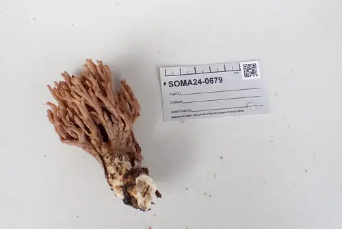 Violet-Banded Coral (Ramaria violaceibrunnea), photo