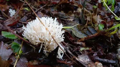 Ivory Coral (Ramariopsis kunzei), photo