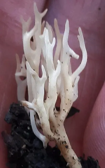 Slender Coral (Ramariopsis subtilis), photo