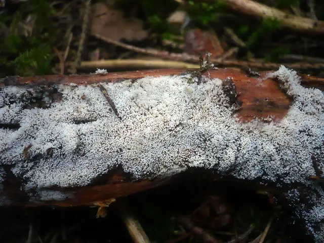Rectipilus fasciculatus (Rectipilus fasciculatus), photo