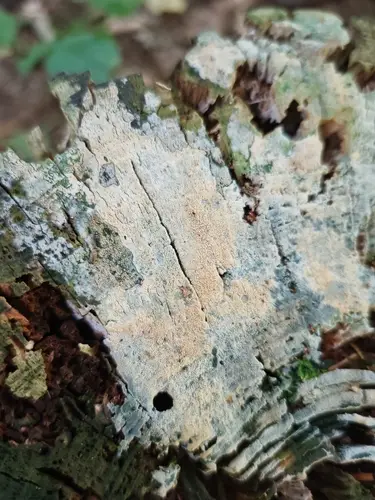 Hallowed Crust (Resinicium bicolor), photo