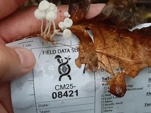 Resinomycena rhododendri (Resinomycena rhododendri), photo