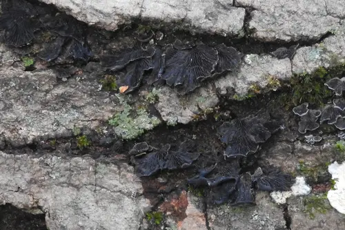 Resupinatus alboniger (Resupinatus alboniger), photo