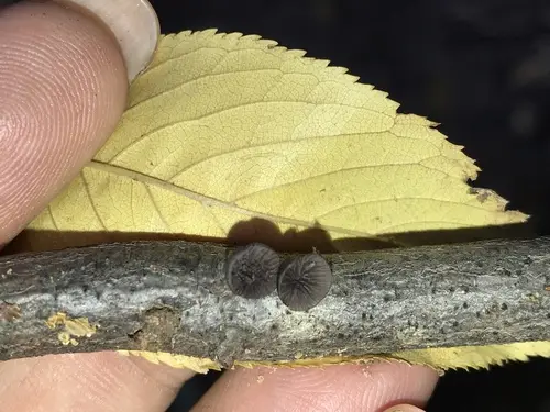 Smoked Oysterling (Resupinatus applicatus), photo