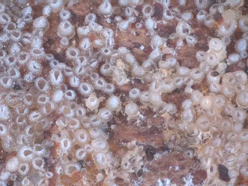 Resupinatus poriaeformis (Resupinatus poriaeformis), photo