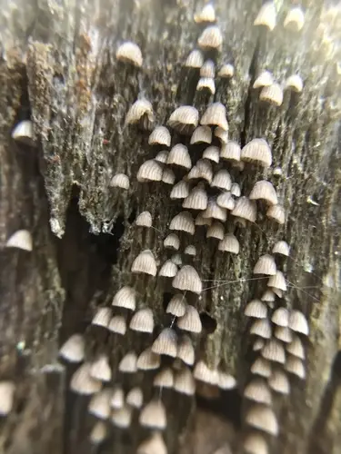 Resupinatus striatulus (Resupinatus striatulus), photo