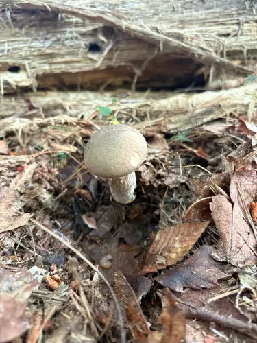 Grey Bolete (Retiboletus griseus), photo