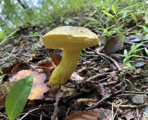 Ornate-Stalked Bolete (Retiboletus ornatipes), photo