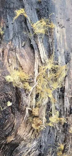 Rhizochaete filamentosa (Rhizochaete filamentosa), photo