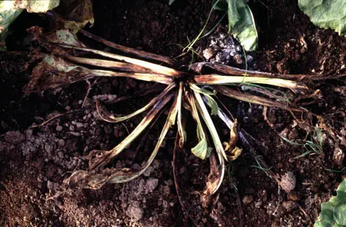 Brown Patch Disease (Rhizoctonia solani), photo
