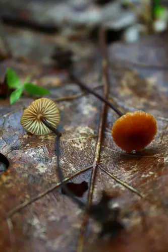 Hairy Long Stem Marasmius (Rhizomarasmius pyrrhocephalus), photo