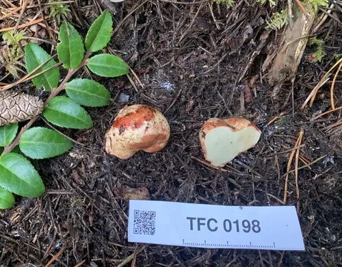 Rhizopogon evadens (Rhizopogon evadens), photo