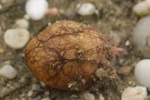 Yellow False Truffle (Rhizopogon luteolus), photo