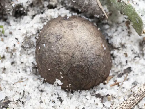 Rhizopogon nigrescens (Rhizopogon nigrescens), photo