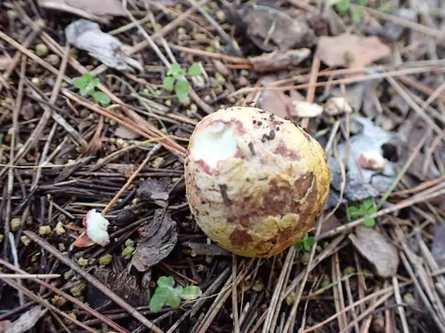 Blushing Beard Truffle (Rhizopogon roseolus), photo