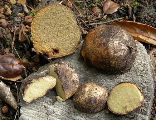 Reticulated Beard Truffle (Rhizopogon villosulus), photo