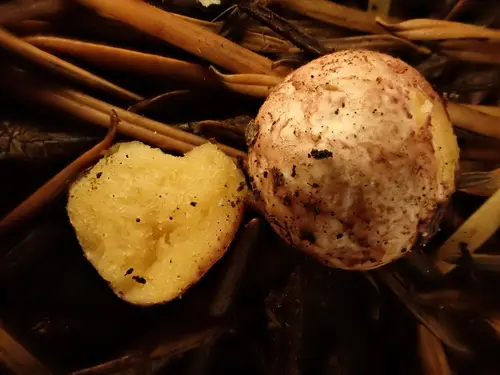 Wine-Colored Pogie (Rhizopogon vinicolor), photo