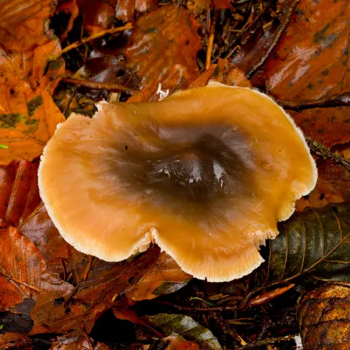 Rhodocollybia asema (Rhodocollybia asema), photo