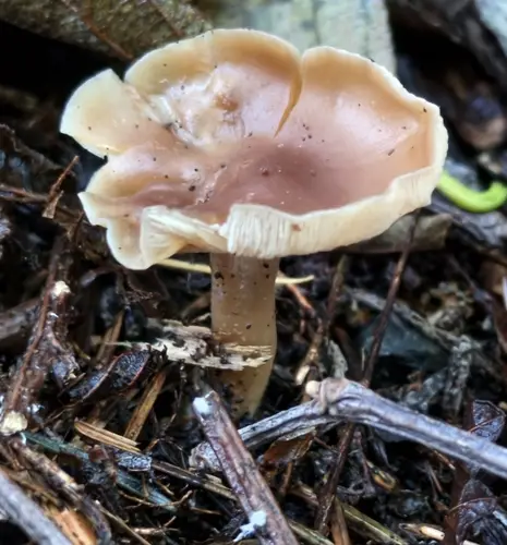 Butter Cap (Rhodocollybia butyracea), photo