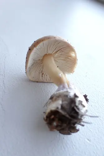 Rhodocollybia lentinoides (Rhodocollybia lentinoides), photo