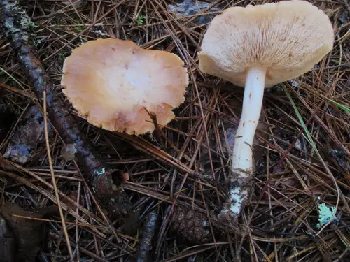 Spotted Collybia (Rhodocollybia maculata), photo