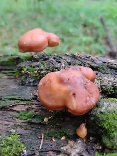 Rhodocollybia prolixa (Rhodocollybia prolixa), photo