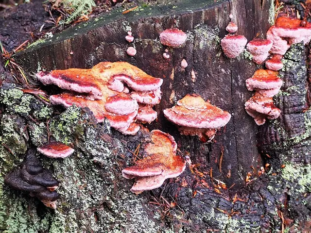 Rosy Conk (Rhodofomes cajanderi), photo