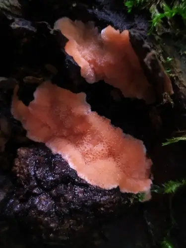 Rhodonia placenta (Rhodonia placenta), photo