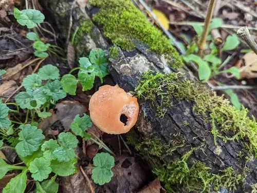 Wrinkled Peach (Rhodotus palmatus), photo