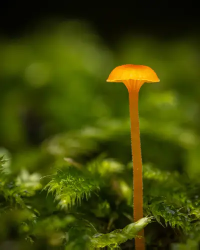 Orange Moss Navel (Rickenella fibula), photo