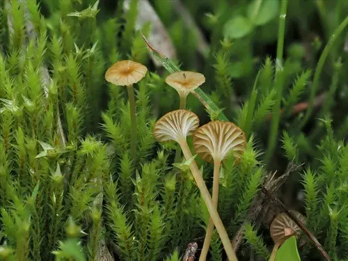 Rickenella mellea (Rickenella mellea), photo