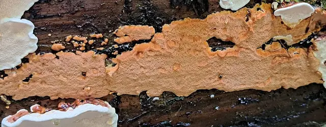 Rigidoporus crocatus (Rigidoporus crocatus), photo