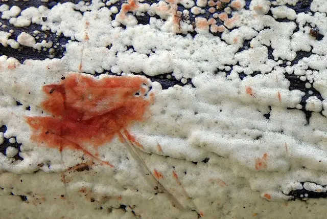 Rigidoporus sanguinolentus (Rigidoporus sanguinolentus), photo