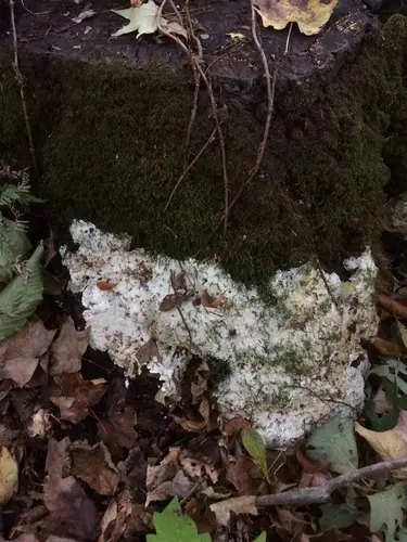 Rigidoporus undatus (Rigidoporus undatus), photo