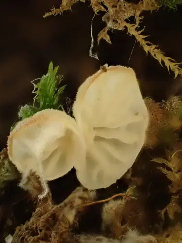 Veined Mossear (Rimbachia bryophila), photo